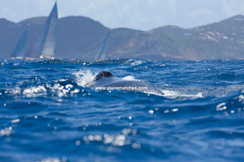 F84T2543 copia copia